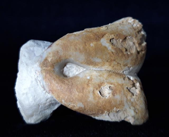 Pygope catulloi PICTET 1867 - Bild © FossNet FossilienStore